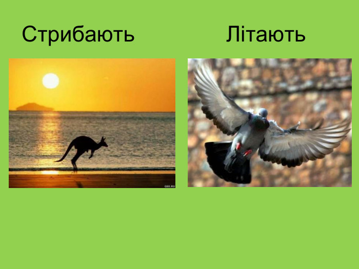 Стрибають               Літають 