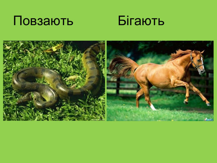 Повзають            Бігають  
