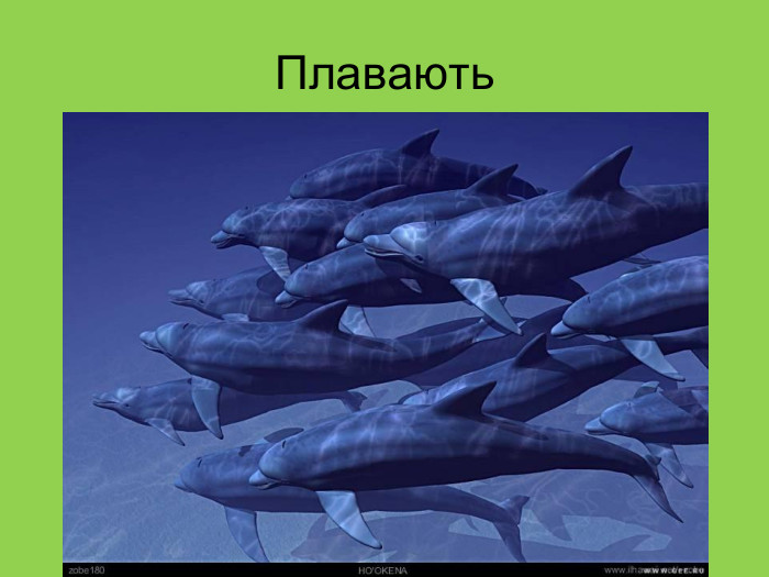 Плавають 