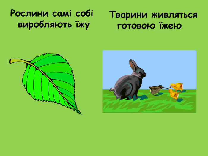 Рослини самі собі виробляють їжу Тварини живляться готовою їжею 