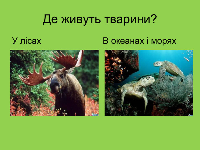 Де живуть тварини? У лісах                         В океанах і морях  