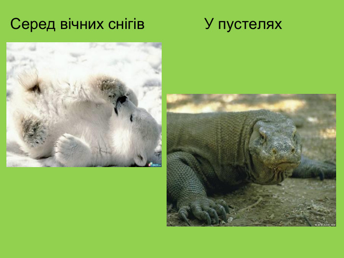 Серед вічних снігів              У пустелях 