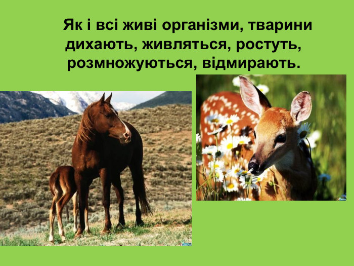      Як і всі живі організми, тварини дихають, живляться, ростуть, розмножуються, відмирають.  