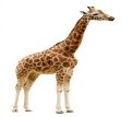 Результат пошуку зображень за запитом girafa
