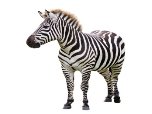 Результат пошуку зображень за запитом zebra