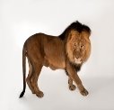 Результат пошуку зображень за запитом lion