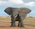 Результат пошуку зображень за запитом elephant