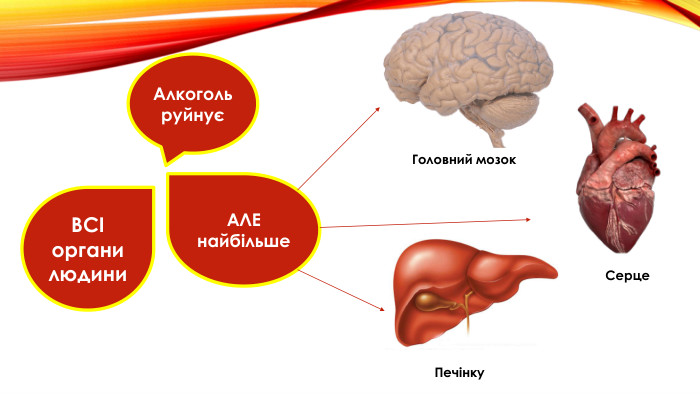 Алкоголь руйнуєВСІ органи людини. АЛЕ найбільше. Головний мозок. Серце. Печінку
