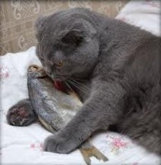 Картинки по запросу кіт і  риба