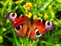 Картинки по запросу метелики фотографії