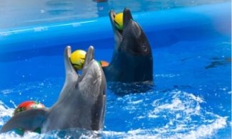 Картинки по запросу дельфінарій