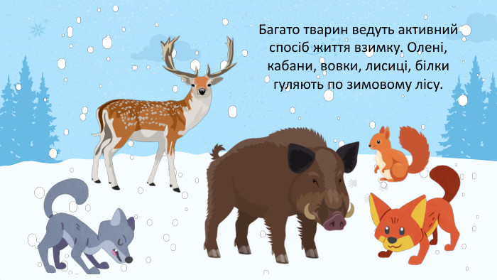 Багато тварин ведуть активний спосіб життя взимку. Олені, кабани, вовки, лисиці, білки гуляють по зимовому лісу.