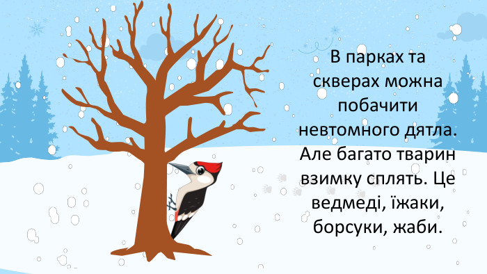 В парках та скверах можна побачити невтомного дятла. Але багато тварин взимку сплять. Це ведмеді, їжаки, борсуки, жаби.