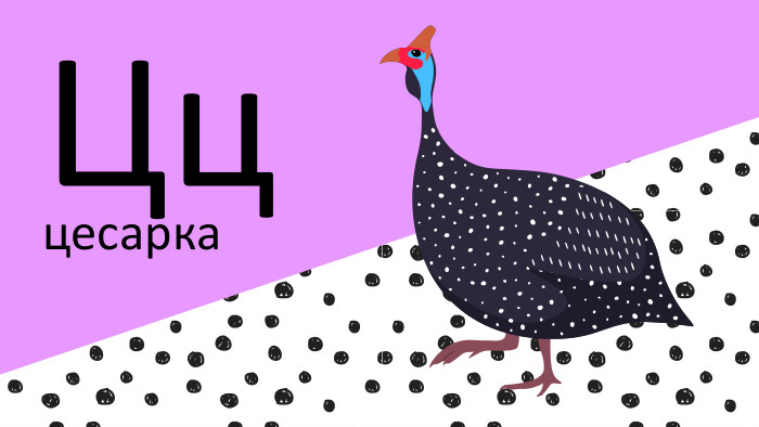 Цццесарка