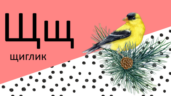 Щщщиглик