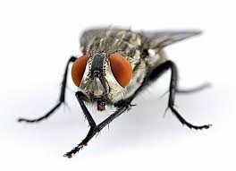 Почему мухи трут конечности друг о друга? | Вопрос-ответ | Вокруг Света