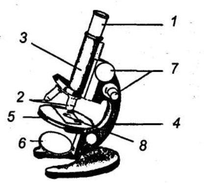 Световой микроскоп 5. Строение микроскопа рисунок. Схема строения микроскопа 5 класс. Немая схема строения микроскопа. Строение микроскопа 5 класс биология.