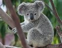 http://ahwmrc.com/images/koala-1/koala-19.jpg