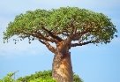 http://assets.inhabitat.com/wp-content/blogs.dir/1/files/2015/06/baobab-tree-africa.jpg