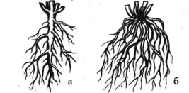 Картинки по запросу "типи кореневих систем"