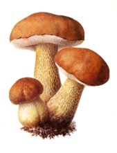 Картинки по запросу "гриб"