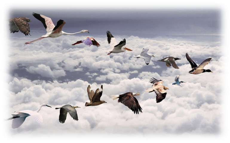 Картинки по запросу "птахи у польоті"