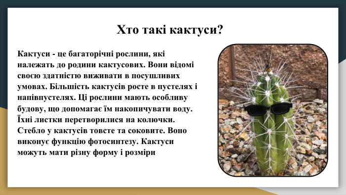 Хто такі кактуси?Кактуси - це багаторічні рослини, які належать до родини кактусових. Вони відомі своєю здатністю виживати в посушливих умовах. Більшість кактусів росте в пустелях і напівпустелях. Ці рослини мають особливу будову, що допомагає їм накопичувати воду. Їхні листки перетворилися на колючки. Стебло у кактусів товсте та соковите. Воно виконує функцію фотосинтезу. Кактуси можуть мати різну форму і розміри