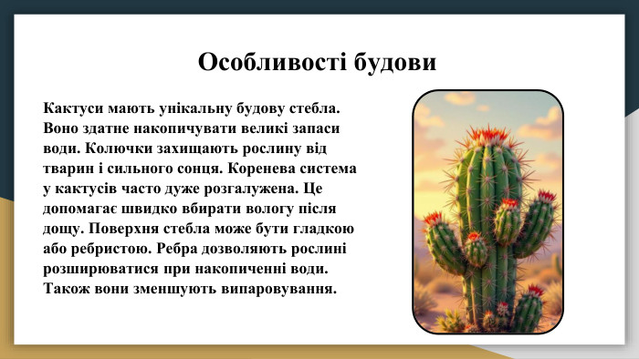 Особливості будови. Кактуси мають унікальну будову стебла. Воно здатне накопичувати великі запаси води. Колючки захищають рослину від тварин і сильного сонця. Коренева система у кактусів часто дуже розгалужена. Це допомагає швидко вбирати вологу після дощу. Поверхня стебла може бути гладкою або ребристою. Ребра дозволяють рослині розширюватися при накопиченні води. Також вони зменшують випаровування.