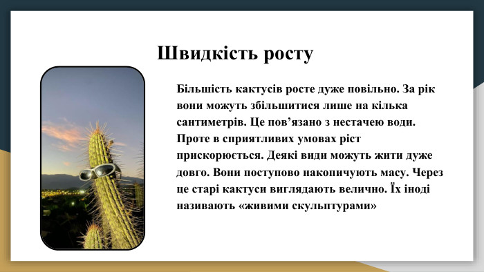 Швидкість росту. Більшість кактусів росте дуже повільно. За рік вони можуть збільшитися лише на кілька сантиметрів. Це пов’язано з нестачею води. Проте в сприятливих умовах ріст прискорюється. Деякі види можуть жити дуже довго. Вони поступово накопичують масу. Через це старі кактуси виглядають велично. Їх іноді називають «живими скульптурами»