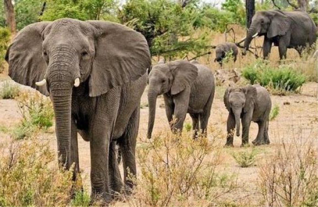 https://espreso.tv/uploads/article/107018/images/im578x383-Африканские_слоны_Afrikanskiye_slony.jpg