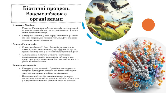 Біотичні процеси: Взаємозв'язок з організмами. Сульфур у біосфері: У рослин: Рослини поглиблюють сульфати через корені та використовують їх для синтезу амінокислот, білків та інших органічних сполук. У тварин: Тварини, у свою чергу, споживають рослини або інші тварини, що також містять сульфур, для свого зростання та функціонування. Адаптації організмів: Сульфурне бактерії: Деякі бактерії адаптуються до життя в умовах високого вмісту сульфурних сполук та грають важливу роль у біогеохімічному циклі сульфору. Амінокислоти та білки: Сульфур є необхідним елементом для синтезу амінокислот та білків у всіх живих організмів, що визначає його важливість для всіх рівнів організації життя. Екологічні взаємодії: Конкуренція та взаємодія: Організми конкурують за доступ до сульфурних ресурсів, але також взаємодіють через харчові ланцюги та біотичні відносини. Взаємозалежність: Біогеохімічний цикл сульфору показує взаємозалежність різних організмів та їхню роль у підтримці екосистемної різноманітності та стійкості.