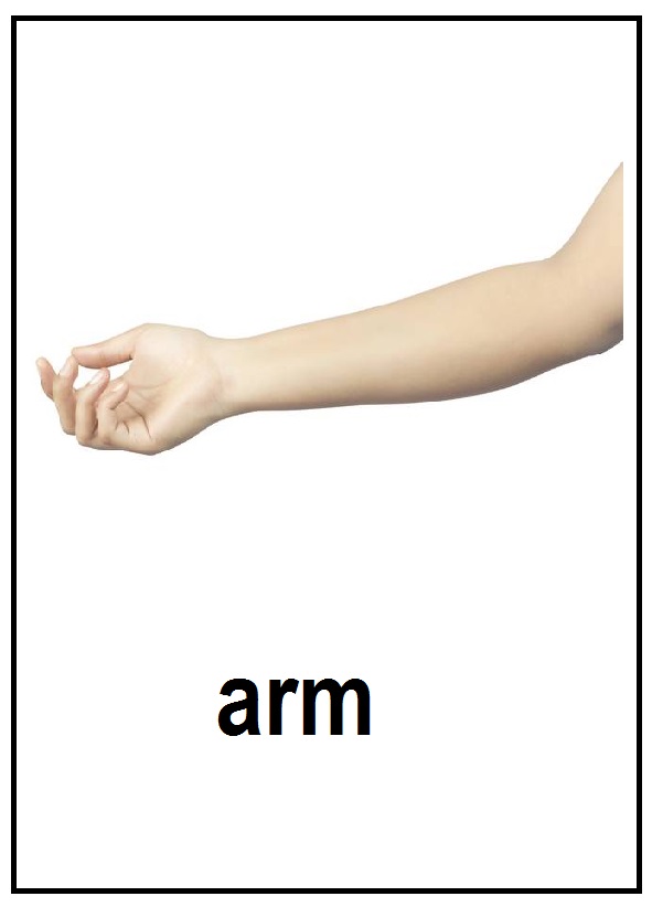 arm.jpg