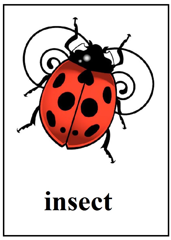 insect.jpg