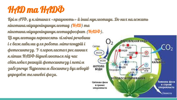 НАД та НАДФКрім АТФ, у клітинах «працюють» й інші нуклеотиди. До них належать нікотинамідаденіндинуклеотид (НАД) та нікотинамідаденіндинуклеотидфосфат (НАДФ). Ці нуклеотиди переносять хімічні речовини і є важливими для роботи мітохондрій і фотосинтезу. У хлоропластах рослинних клітин НАДФ відновлюється під час світлових реакцій фотосинтезу і потім забезпечує Гідрогеном біосинтез вуглеводів упродовж темнової фази.