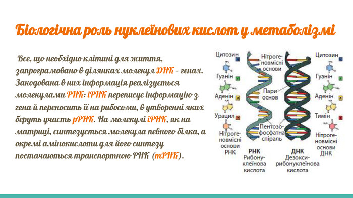 Біологічна роль нуклеїнових кислот у метаболізмі Все, що необхідно клітині для життя, запрограмовано в ділянках молекул ДНК – генах. Закодована в них інформація реалізується молекулами РНК: іРНК переписує інформацію з гена й переносить її на рибосоми, в утворенні яких беруть участь р. РНК. На молекулі іРНК, як на матриці, синтезується молекула певного білка, а окремі амінокислоти для його синтезу постачаються транспортною РНК (т. РНК).
