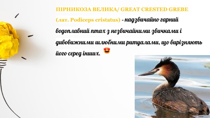 ПІРНИКОЗА ВЕЛИКА/ GREAT CRESTED GREBE (лат. Podiceps cristatus) - надзвичайно гарний водоплавний птах з незвичайними звичками і дивовижними шлюбними ритуалами, що вирізняють його серед інших.