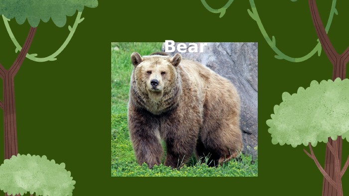  Bear
