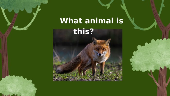  What animal is this? 