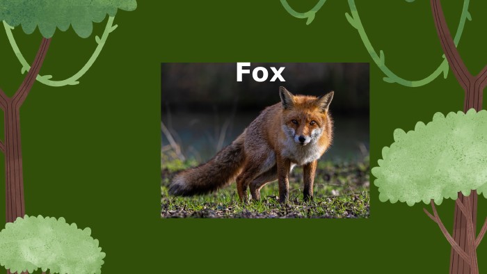  Fox