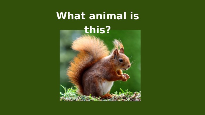 What animal is this?