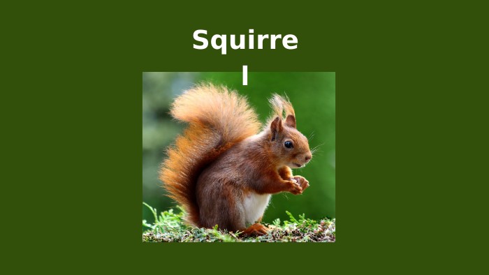 Squirrel
