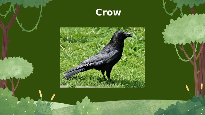  Crow 