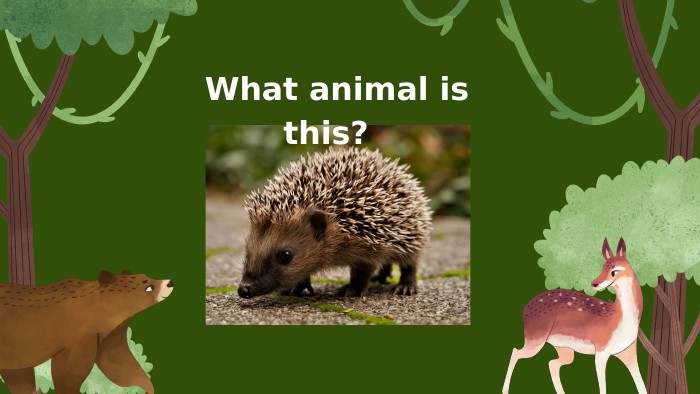  What animal is this? 
