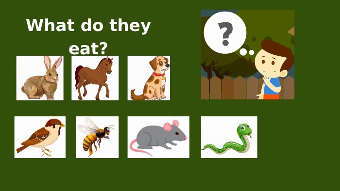 What do they eat?