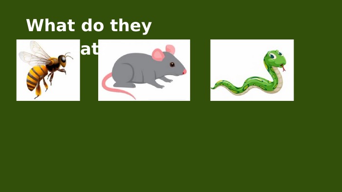 What do they eat?