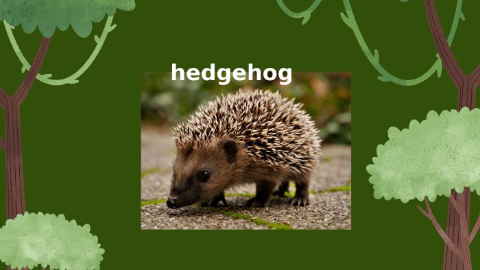  hedgehog 