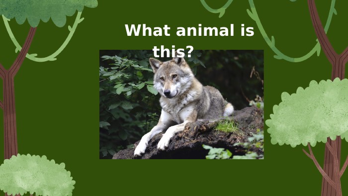  What animal is this? 