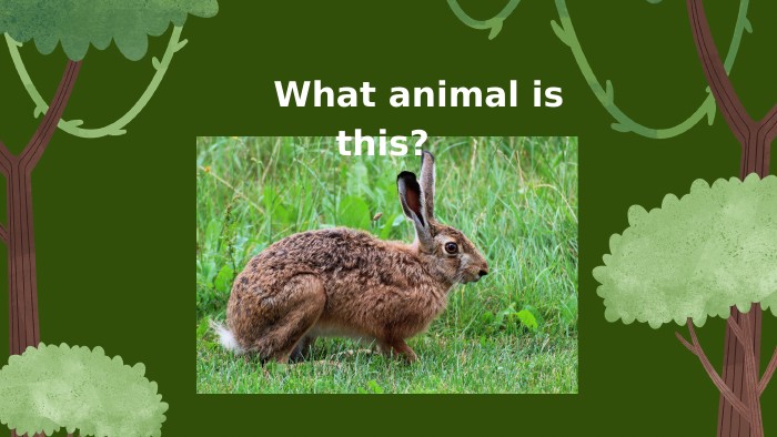  What animal is this? 