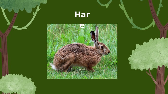 Hare