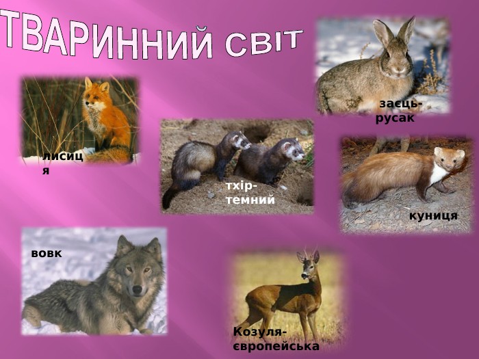 ТВАРИННИЙ СВІТ заєць-русаклисицятхір-темнийкуниця. Козуля-європейськавовк
